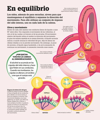 En equilibrio
Los oídos, además de para escuchar, sirven para que
mantengamos el equilibrio y sepamos la dirección del
movimiento. Para ello utilizan un conjunto de órganos
del oído interno, uno en cada lado de la cabeza.
Giros y movimiento
Dentro de cada oído existen tres conductos llenos de líquido a unos
90º entre ellos. Uno responde al movimiento de las volteretas, el
otro al de las ruedas y el tercero al de las piruetas. El movimiento
relativo del líquido indica al cerebro la dirección del movimiento.
Al girar de manera repetida en la misma dirección, el líquido acumula
inercia y cuando alcanza la velocidad del giro, deja de alterar las
células ciliadas y no se percibe movimiento. Sin embargo, al parar
de moverse, el líquido sigue haciéndolo, y da así la sensación de
continuar en movimiento, la sensación conocida como mareo.
Células ciliadas
alteradas
El movimiento
desplaza la cúpula
Este conducto detecta
movimientos adelante y atrás
Órganos de detección del giro
Cuando el cuerpo se mueve, también
lo hace el líquido de los conductos,
pero debido a la inercia tarda un
poco en empezar a moverse. Este
movimiento desplaza una masa
gelatinosa, la cúpula, que altera las
células ciliadas de su interior, y
envía señales al cerebro. Cuando la
cúpula se inclina en una dirección,
los nervios se activan más. En
cambio, si se inclina al otro lado,
su activación queda inhibida; así
el cerebro conoce la dirección
del movimiento. Célula ciliada
Material
gelatinoso
Señal enviada al cerebro
REPOSO GIRO
AMPOLLA
AMPOLLA
AMPOLLA
Este conducto detecta el
mismo movimiento que se
experimenta al realizar ruedas
Este conducto detecta
movimientos de giro o
rotación de la cabeza
Una región al final
de cada conducto,
la ampolla, contiene
las células ciliadas
¿POR QUÉ DA
VUELTAS LA CABEZA
AL EMBORRACHARSE?
El alcohol se acumula en las
cúpulas del oído interno y hace
que floten en sus conductos.
Cuando nos tumbamos, las
cúpulas se alteran y el cerebro
cree que el cuerpo está
girando.
CÚPULA
C
O
N
D
U
C
T
O
S
E
M
ICIRCULAR
CONDUCTO SEMICIRCULAR
C
O
N
D
U
C
T
O
S
E
M
I
C
IRCULAR
 