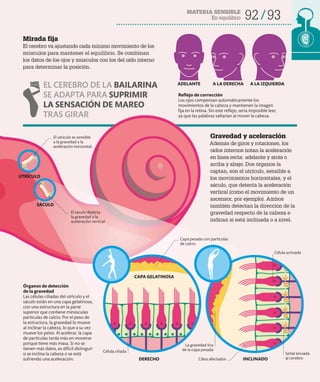 92 93
MATERIA SENSIBLE
En equilibrio
Gravedad y aceleración
Además de giros y rotaciones, los
oídos internos notan la aceleración
en línea recta: adelante y atrás o
arriba y abajo. Dos órganos la
captan, son el utrículo, sensible a
los movimientos horizontales, y el
sáculo, que detecta la aceleración
vertical (como el movimiento de un
ascensor, por ejemplo). Ambos
también detectan la dirección de la
gravedad respecto de la cabeza e
indican si está inclinada o a nivel.
Mirada fija
El cerebro va ajustando cada mínimo movimiento de los
músculos para mantener el equilibrio. Se combinan
los datos de los ojos y músculos con los del oído interno
para determinar la posición.
El utrículo es sensible
a la gravedad y la
aceleración horizontal
Reflejo de corrección
Los ojos compensan automáticamente los
movimientos de la cabeza y mantienen la imagen
fija en la retina. Sin este reflejo, sería imposible leer,
ya que las palabras saltarían al mover la cabeza.
DERECHO INCLINADO
Órganos de detección
de la gravedad
Las células ciliadas del utrículo y el
sáculo están en una capa gelatinosa,
con una estructura en la parte
superior que contiene minúsculas
partículas de calcio. Por el peso de
la estructura, la gravedad lo mueve
al inclinar la cabeza, lo que a su vez
mueve los pelos. Al acelerar, la capa
de partículas tarda más en moverse
porque tiene más masa. Si no se
tienen más datos, es difícil distinguir
si se inclina la cabeza o se está
sufriendo una aceleración.
La gravedad tira
de la capa pesada
Capa pesada con partículas
de calcio
Célula activada
Cilios afectados
Célula ciliada
EL CEREBRO DE LA BAILARINA
SE ADAPTA PARA SUPRIMIR
LA SENSACIÓN DE MAREO
TRAS GIRAR
UTRÍCULO
ADELANTE A LA DERECHA A LA IZQUIERDA
SÁCULO
El sáculo detecta
la gravedad y la
aceleración vertical
Señal enviada
al cerebro
CAPA GELATINOSA
 
