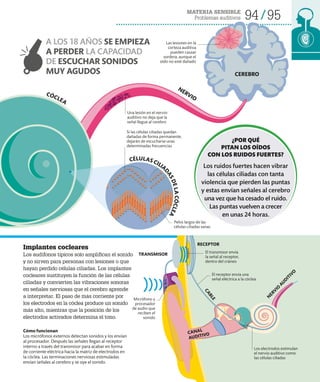 MATERIA SENSIBLE
Problemas auditivos 94 95
¿POR QUÉ
PITAN LOS OÍDOS
CON LOS RUIDOS FUERTES?
Los ruidos fuertes hacen vibrar
las células ciliadas con tanta
violencia que pierden las puntas
y estas envían señales al cerebro
una vez que ha cesado el ruido.
Las puntas vuelven a crecer
en unas 24 horas.
Implantes cocleares
Los audífonos típicos solo amplifican el sonido
y no sirven para personas con lesiones o que
hayan perdido células ciliadas. Los implantes
cocleares sustituyen la función de las células
ciliadas y convierten las vibraciones sonoras
en señales nerviosas que el cerebro aprende
a interpretar. El paso de más corriente por
los electrodos en la cóclea produce un sonido
más alto, mientras que la posición de los
electrodos activados determina el tono.
El transmisor envía
la señal al receptor,
dentro del cráneo
Las lesiones en la
corteza auditiva
pueden causar
sordera, aunque el
oído no esté dañado
Una lesión en el nervio
auditivo no deja que la
señal llegue al cerebro
Los electrodos estimulan
el nervio auditivo como
las células ciliadas
Cómo funcionan
Los micrófonos externos detectan sonidos y los envían
al procesador. Después las señales llegan al receptor
interno a través del transmisor para acabar en forma
de corriente eléctrica hacia la matriz de electrodos en
la cóclea. Las terminaciones nerviosas estimuladas
envían señales al cerebro y se oye el sonido.
C
A
B
L
E
CANAL
AUDITIVO
Micrófono y
procesador
de audio que
reciben el
sonido
A LOS 18 AÑOS SE EMPIEZA
A PERDER LA CAPACIDAD
DE ESCUCHAR SONIDOS
MUY AGUDOS CEREBRO
NERVIO
Si las células ciliadas quedan
dañadas de forma permanente,
dejarán de escucharse unas
determinadas frecuencias
TRANSMISOR
CÉLULAS CILIA
D
A
S
D
E
L
A
C
Ó
C
L
E
A
CÓCLEA
RECEPTOR
N
E
R
V
I
O
A
U
D
I
T
I
V
O
El receptor envía una
señal eléctrica a la cóclea
Pelos largos de las
células ciliadas sanas
 