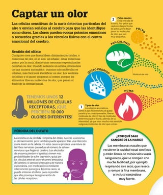 Captar un olor
Las células sensitivas de la nariz detectan partículas del
aire y envían señales al cerebro para que las identifique
como olores. Los olores pueden evocar potentes emociones
o recuerdos gracias a los vínculos físicos con el centro
emocional del cerebro.
Sentido del olfato
Cualquier cosa que huela libera diminutas partículas, o
moléculas de olor, en el aire. Al inhalar, estas moléculas
pasan por la nariz, donde unas neuronas especializadas
detectan su olor. Cuando notamos un aroma, olfateamos
de una manera automática: cuantas más moléculas se
inhalen, más fácil será identificar un olor. Los sentidos
del olfato y el gusto cooperan al comer, porque los
alimentos liberan moléculas de olor, que pasan al
fondo de la cavidad nasal.
La anosmia es la pérdida completa del olfato. A veces la anosmia
es de nacimiento, pero también puede aparecer tras una infección
o una lesión en la cabeza. En estos casos se produce una rotura de
las fibras nerviosas que reduce el número de señales
nerviosas que llegan al cerebro. Los afectados
de anosmia pierden el apetito y tienen más
probabilidades de sufrir depresión, quizá por
los vínculos entre el olor y el centro emocional
del cerebro. El sentido se recupera de manera
espontánea, con medicación o mediante
intervención quirúrgica. En otros casos, se
puede entrenar el olfato, pues es posible
que ello provoque la regeneración de
las células receptoras.
PÉRDIDA DEL OLFATO
TENEMOS UNOS 12
MILLONES DE CÉLULAS
RECEPTORAS, ¡QUE
PERCIBEN 10 000
OLORES DIFERENTES!
PAN CALIENTE
QUESO PODRIDO
HUMO
POLV
O
Pelos nasales
En la entrada de
la nariz, hay pelos que
capturan las partículas
de polvo, pero dejan
pasar las moléculas
de olor, que son
muy pequeñas.
Tipos de olor
Los objetos aromáticos,
como el pan recién hecho, el queso
pasado y las cosas quemadas, liberan
moléculas de olor. El tipo de moléculas
determina qué se huele, además de su
intensidad, ya que se es mucho más sensible
a algunas moléculas de olor que a otras.
2
Molécula de olor
1
¿POR QUÉ SALE
SANGRE DE LA NARIZ?
Las membranas nasales que
recubren la cavidad nasal son finas
y están llenas de minúsculos vasos
sanguíneos, que se rompen con
mucha facilidad, por ejemplo
respirando aire seco, que reseca
y rompe la fina membrana,
o incluso sonándose
muy fuerte.
 