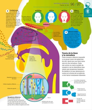 96 97
MATERIA SENSIBLE
Captar un olor
Teoría de la llave
y la cerradura
Cada receptor olfatorio responde
a un grupo único de moléculas
de olor, igual que una llave entra
solo en una cerradura. Cada
olor activa un cierto modelo de
receptor y así se identifican más
olores que receptores tenemos.
Se debate si lo que determina la
unión es la forma de la molécula
u otro factor totalmente diferente.
Receptores olfatorios
En la cavidad nasal, las
moléculas de olor se disuelven
en una capa fina de moco, lo que
permite a las moléculas unirse a las
puntas de las células receptoras de olor.
PLACER ASCO MIEDO
Cavidad nasal
Las moléculas de
olor flotan por la cavidad
nasal al inhalar. La parte
superior de la cavidad
tiene neuronas, los
receptores olfatorios, que
detectan las moléculas de
olor. Unos cornetes óseos
finos irradian calor para que
los receptores olfatorios
funcionen bien.
Hacia el cerebro
Se envían señales
nerviosas desde las puntas
de los receptores olfatorios
hacia las fibras nerviosas
del bulbo olfatorio. A partir
de ahí las señales llegan a
la amígdala, donde se
establece una reacción
emocional asociada
a cada olor.
Olfato y
emoción
El olor a comida recién
hecha inspira placer.
En cambio, oler algo
en mal estado causará
asco para alertar de la
posible intoxicación;
el olor a humo puede
activar la respuesta
de lucha o huida.
3
4
5
Las células receptoras
pueden recibir dos tipos
de moléculas de olor
Primer tipo de
molécula de olor
Segundo tipo de
molécula de olor
Un tipo de
receptor para un
tipo de molécula
de olor
Glándula secretora
de moco
El bulbo olfatorio,
lleno de nervios,
envía señales de
olor al cerebro
Célula receptora olfatoria
Célula de soporte
Moco
Los pelos de
la nariz atrapan
el polvo y las
bacterias nocivas
Los cornetes,
ricos en vasos
sanguíneos,
calientan el aire
Los vasos
sanguíneos
calientan el
aire que entra
NERVIOS
Molécula de olor que
se disuelve en el moco
RECEPTORES OLFATORIOS
AMÍGDALA
 