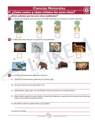 SEXTO GRADO CIENCIAS NATURALES
127
Pr
oyect
o
1
b
loqu
e
Ciencias Naturales
1 . ¿Cómo sabemos que los seres vivos cambiamos?
(1 -4) Ordena las imágenes de la evolución de la jirafa colocando en el recuadro el número adecuado.
(5 -8) Relaciona cada resto con el organismo al que pertenece
A
B
C D
(9-15) Contesta brevemente las siguientes cuestiones
9. 	 ¿Cuál fue el título del libro publicado por Charles Lyell?
10. 	 ¿En qué consiste la teoría expresada en él?
11. 	 ¿Qué factores, según Lyell, han contribuido a la forma actual de la corteza terrestre?
12. 	 ¿Qué nombre reciben los restos,huellas e impresiones dejados por organismos como plantas y animales que
vivieron hace miles de millones de años?
13. ¿De dónde se deriva la palabra fósil y qué significa?
14. ¿Qué es el ámbar?
II. ¿Como somos y cómo vivimos los seres vivos?
   
 