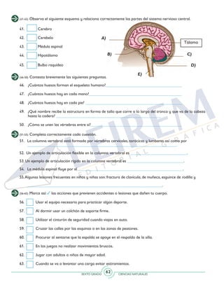 SEXTO GRADO CIENCIAS NATURALES
62
(41-45) Observa el siguiente esquema y relaciona correctamente las partes del sistema nervioso central.
41. 	 Cerebro
42. 	 Cerebelo
43. 	 Médula espinal
44. 	 Hipotálamo
45. 	 Bulbo raquídeo
(46-50) Contesta brevemente las siguientes preguntas.
46. 	 ¿Cuántos huesos forman el esqueleto humano?______________________________________
47. 	 ¿Cuántos huesos hay en cada mano?______________________________________________
48. 	 ¿Cuántos huesos hay en cada pie? ________________________________________________
49. 	 ¿Qué nombre recibe la estructura en forma de tallo que corre a lo largo del tronco y que va de la cabeza
hasta la cadera? ____________________________________________________
50. 	 ¿Cómo se unen las vértebras entre sí?_____________________________________________
(51-55) Completa correctamente cada cuestión.
51.	 La columna vertebral está formada por vértebras cervicales, torácicas y lumbares así como por
__________________________________________________________________________.
52. Un ejemplo de articulación flexible en la columna vertebral es ____________________________.
53. Un ejemplo de articulación rígida en la columna vertebral es ____________________________.
54.	 La médula espinal fluye por el ____________________________________________________.
55.Algunas lesiones frecuentes en niños y niñas son: fractura de clavícula, de muñeca, esguince de rodilla y
	 ___________________________________________________________________.
Tálamo
(56-65) Marca así: las acciones que previenen accidentes o lesiones que dañen tu cuerpo.
56. 	 Usar el equipo necesario para practicar algún deporte.
57. 	 Al dormir usar un colchón de soporte firme.
58. 	 Utilizar el cinturón de seguridad cuando viajas en auto.
59. 	 Cruzar las calles por las esquinas o en las zonas de peatones.
60. 	 Procurar al sentarse que la espalda se apoye en el respaldo de la silla.
61. 	 En los juegos no realizar movimientos bruscos.
62. 	 Jugar con adultos o niños de mayor edad.
63. 	 Cuando se va a levantar una carga evitar estiramientos.
A)
B)
E)
D)
C)
 