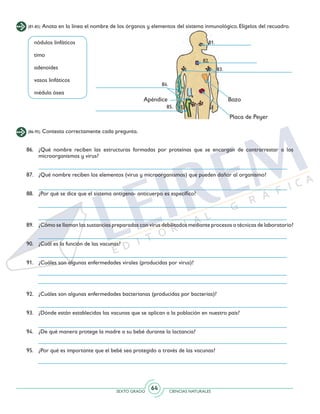 SEXTO GRADO CIENCIAS NATURALES
64
(81-85) Anota en la línea el nombre de los órganos y elementos del sistema inmunológico. Elígelos del recuadro.
nódulos linfáticos
	
timo	
adenoides
vasos linfáticos
médula ósea
81.
82.
83.
84.
85.
Bazo
Placa de Peyer
Apéndice
(86-95) Contesta correctamente cada pregunta.
86. 	 ¿Qué nombre reciben las estructuras formadas por proteínas que se encargan de contrarrestar a los
microorganismos y virus?
87. 	 ¿Qué nombre reciben los elementos (virus y microorganismos) que pueden dañar al organismo?
88. 	 ¿Por qué se dice que el sistema antígeno- anticuerpo es específico?
89. 	 ¿Cómo se llaman las sustancias preparadas con virus debilitados mediante procesos o técnicas de laboratorio?
90. 	 ¿Cuál es la función de las vacunas?
91. 	 ¿Cuáles son algunas enfermedades virales (producidas por virus)?
92. 	 ¿Cuáles son algunas enfermedades bacterianas (producidas por bacterias)?
93. 	 ¿Dónde están establecidas las vacunas que se aplican a la población en nuestro país?
94. 	 ¿De qué manera protege la madre a su bebé durante la lactancia?
95. 	 ¿Por qué es importante que el bebé sea protegido a través de las vacunas?
 