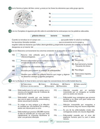SEXTO GRADO CIENCIAS NATURALES
65
(96-99) Ilumina el plato del bien comer y anota en las líneas los elementos que cada grupo aporta.
96.
97.
98.
99.
(100-102) Completa el siguiente párrafo sobre la actividad de los anticuerpos con las palabras adecuadas.
glóbulos blancos	 bacteria	 leucocito
Cuando se introduce en el cuerpo una ______________________ que puede dañar la salud se movilizan
los leucocitos, llamados también ________________________, que se encuentran en la sangre y
engullen todas las bacterias que hallan, destruyéndolas y preparando el proceso de curación. La bacteria
desaparece en el interior del _____________________________________.
(103-107) Relaciona correctamente las columnas anotando en el recuadro la letra de la respuesta.
103.	 Recurso más utilizado para el control de enfermedades
infectocontagiosas.
104.	 Primera enfermedad que se combatió mediante vacunación y está
erradicada en todo el mundo.
105. 	 Ejemplos de enfermedades infecto-contagiosas.
106. 	 Acciones para prevenir el contagio de enfermedades.
107.	 Nombre que reciben los glóbulos blancos que tragan y digieren
los desechos celulares y agentes patógenos.
A) 	Viruela
B) 	Vacunación
C) 	Aseo personal y lavado 	
		 frecuente de manos
D) 	Macrófagos
E)	 Tuberculosis, hepatitis, 	
		rubéola
(108-116) Anota en la línea la letra correcta según las características de la enfermedad descrita.
A) Tuberculosis		 B) Cólera	 C) Influenza	 D) Malaria	 E) Fiebre amarilla
F) Cáncer cérvico-uterino		 G) Sarampión	 H) Poliomielitis		 I) Sida
108.	 Enfermedad para la cual no existe cura o
vacuna y ha causado más de 3 millones de
muertes en el 2004.
109. 	 Enfermedad causada por una bacteria
que vive en agua y comida contaminada y
existe vacuna para evitarla.
110. 	 Su origen es muy antiguo y la infección
es causada por una bacteria. Es curable y
existe una vacuna para su cura.
111. 	 Enfermedad que provoca 250, 000 muertes
al año, es causada por un virus que muta
rápidamente; se transmite fácilmente al
toser una persona infectada.
112. 	 Infección causada por un parásito
transmitido por un mosquito, es curable
pero no existe una vacuna.
113 	 Enfermedad muy contagiosa que provoca
parálisis y no tiene cura pero existe una
vacuna disponible.
114. 	 Infección transmitida por mosquitos a
seres humanos, hay una vacuna disponible.
115. 	 Es una de las enfermedades virales más
contagiosas; existe una vacuna disponible.
116. 	 Enfermedad causada por el virus del
papiloma humano para la cual sí existe
vacuna.
96.
97.
98.
99.
 
