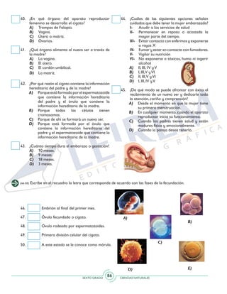 SEXTO GRADO CIENCIAS NATURALES
86
40. 	¿En qué órgano del aparato reproductor
femenino se desarrolla el cigoto?
	A) 	 Trompas de Falopio.
	B) 	 Vagina.
	C) 	 Útero o matriz.
	D) 	 Ovarios.
41. 	 ¿Qué órgano alimenta al nuevo ser a través de
la madre?
	A) 	 La vagina.
	B) 	 El útero.
	C) 	 El cordón umbilical.
	 D) 	 La matriz.
42. 	 ¿Por qué razón el cigoto contiene la información
hereditaria del padre y de la madre?
A) 	 Porqueestáformadoporelespermatozoide
que contiene la información hereditaria
del padre y el óvulo que contiene la
información hereditaria de la madre.
B) 	 Porque todas las células tienen
cromosomas.
C) 	 Porque de ahí se formará un nuevo ser.
D) 	 Porque está formado por el óvulo que
contiene la información hereditaria del
padre y el espermatozoide que contiene la
información hereditaria de la madre.
43. 	 ¿Cuánto tiempo dura el embarazo o gestación?
	A) 	 10 meses.
	B) 	 9 meses.
	 C) 	 18 meses.
	 D) 	 3 meses.
44.	 ¿Cuáles de las siguientes opciones señalan
cuidados que debe tener la mujer embarazada?
I- 	 Acudir a los servicios de salud
II- 	 Permanecer en reposo o acostada la
mayor parte del tiempo.
III-	 Evitar contacto con enfermos y exponerse
a rayos X
IV- 	 Fumar y estar en contacto con fumadores.
V- 	 Vigilar su nutrición
VI- 	 No exponerse a tóxicos, humo ni ingerir
alcohol
A) 	 II, III, IV yV
B) 	 I, III,V yVI
C) 	 II, III,V yVI
D) 	 I, III, IV yV
45. 	 ¿De qué modo se puede afrontar con éxito el
recibimiento de un nuevo ser y dedicarle toda
la atención, cariño y comprensión?
A) 	 Desde el momento en que la mujer tiene
su primera menstruación.
B) 	 En cualquier momento, cuando el aparato
reproductor inicia su funcionamiento.
C) 	 Cuando los padres tienen salud y están
maduros física y emocionalmente.
D) 	 Cuando la pareja desea tenerlo.
(46-50) Escribe en el recuadro la letra que corresponda de acuerdo con las fases de la fecundación.
46.	 Embrión al final del primer mes.
47. 	 Óvulo fecundado o cigoto.
48. 	 Óvulo rodeado por espermatozoides.
49. 	 Primera división celular del cigoto.
50. 	 A este estado se le conoce como mórula.
A)
B)
C)
D) E)
 