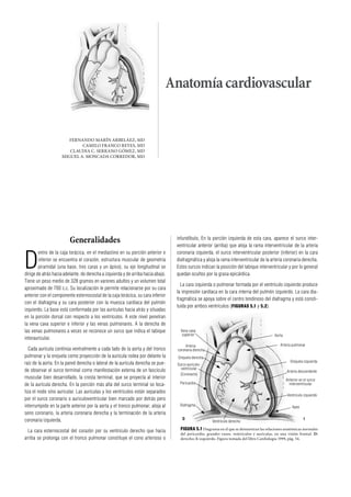 Anatomía cardiovascular


                       FERNANDO MARÍN ARBELÁEZ, MD
                            CAMILO FRANCO REYES, MD
                       CLAUDIA C. SERRANO GÓMEZ, MD
                    MIGUEL A. MONCADA CORREDOR, MD




                                                                                  infundíbulo. En la porción izquierda de esta cara, aparece el surco inter-
                         Generalidades                                            ventricular anterior (arriba) que aloja la rama interventricular de la arteria



D
        entro de la caja torácica, en el mediastino en su porción anterior e      coronaria izquierda, el surco interventricular posterior (inferior) en la cara
        inferior se encuentra el corazón, estructura muscular de geometría        diafragmática y aloja la rama interventricular de la arteria coronaria derecha.
        piramidal (una base, tres caras y un ápice), su eje longitudinal se       Estos surcos indican la posición del tabique interventricular y por lo general
dirige de atrás hacia adelante, de derecha a izquierda y de arriba hacia abajo.   quedan ocultos por la grasa epicárdica.
Tiene un peso medio de 328 gramos en varones adultos y un volumen total
                                                                                    La cara izquierda o pulmonar formada por el ventrículo izquierdo produce
aproximado de 700 c.c. Su localización le permite relacionarse por su cara
                                                                                  la impresión cardíaca en la cara interna del pulmón izquierdo. La cara dia-
anterior con el componente esternocostal de la caja torácica, su cara inferior
                                                                                  fragmática se apoya sobre el centro tendinoso del diafragma y está consti-
con el diafragma y su cara posterior con la muesca cardíaca del pulmón
                                                                                  tuida por ambos ventrículos (FIGURAS 5.1 y 5.2).
izquierdo. La base está conformada por las aurículas hacia atrás y situadas
en la porción dorsal con respecto a los ventrículos. A este nivel penetran
la vena cava superior e inferior y las venas pulmonares. A la derecha de
las venas pulmonares a veces se reconoce un surco que indica el tabique             Vena cava
                                                                                     superior                                              Aorta
interauricular.
                                                                                       Arteria                                                Arteria pulmonar
  Cada aurícula continúa ventralmente a cada lado de la aorta y del tronco        coronaria derecha
pulmonar y la orejuela como proyección de la aurícula rodea por delante la        Orejuela derecha
raíz de la aorta. En la pared derecha o lateral de la aurícula derecha se pue-                                                                       Orejuela izquierda
                                                                                  Surco auriculo-
de observar el surco terminal como manifestación externa de un fascículo            ventricular
                                                                                                                                                   Arteria descendente
                                                                                   (Coronario)
muscular bien desarrollado, la cresta terminal, que se proyecta al interior                                                                        Anterior en el surco
de la aurícula derecha. En la porción más alta del surco terminal se loca-         Pericardio                                                        interventricular

liza el nodo sino auricular. Las aurículas y los ventrículos están separados
                                                                                                                                                   Ventrículo izquierdo
por el surco coronario o auriculoventricular bien marcado por detrás pero
interrumpido en la parte anterior por la aorta y el tronco pulmonar; aloja al      Diafragma                                                           Apex
seno coronario, la arteria coronaria derecha y la terminación de la arteria
coronaria izquierda.                                                                 D                                                                         I
                                                                                                      Ventrículo derecho

  La cara esternocostal del corazón por su ventrículo derecho que hacia             FIGURA 5.1 Diagrama en el que se demuestran las relaciones anatómicas normales
                                                                                    del pericardio, grandes vasos, ventrículos y aurículas, en una visión frontal. D:
arriba se prolonga con el tronco pulmonar constituye el cono arterioso o            derecho; I: izquierdo. Figura tomada del libro Cardiología 1999, pág. 54.
 