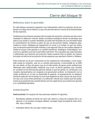 105
Describes los principios de la evolución biológica y los relacionas
con la biodiversidad de las especies
Cierre del bloque IV
Reflexiona sobre lo aprendido
En este bloque revisamos aspectos muy interesantes sobre la evolución de las es-
pecies a lo largo de la historia, lo que nos permite darnos cuenta de la biodiversidad
de las especies.
Analizamos los primeros estudios del concepto de evolución y teorías que dan como
resultado la selección natural, desde conceptos teológicos donde se pensaba que
todo lo que existe a nuestro alrededor es parte del resultado de una divinidad hasta
la comprobación de hechos a partir de que se encuentran fósiles, imágenes plas-
madas en rocas, hallazgos de organismos en rocas y en ámbar, lo que nos indica
que numerosas especies están extintas y que algunas más se han podido adaptar al
medio en el que viven gracias a un cambio anatómico, fisiológico, embriológico, bio-
químico y genético que les ha permitido sobrevivir. Por supuesto que estos estudios
y referencias que tenemos de evolución hasta nuestros días se deben de manera
principal a la teoría de la evolución de las especies que aportaron Darwin y Wallace.
Esta evolución se da por variaciones en los organismos individuales y como resul-
tado existe la mutación, que es un cambio permanente y transmisible en el ADN
de una célula, el flujo de genes que es el intercambio de genes entre poblaciones
diferentes pero relacionadas mediante una cruza, la deriva genética que consiste
en cambios en las frecuencias génicas debido a que los genes no constituyen una
muestra representativa con respecto a la generación anterior, la interacción con el
medio ambiente en el que se desarrolla la especie, el apareamiento no aleatorio
donde la selección de la pareja no es al azar llegando al caso incluso de que el mis-
mo sea una cruza entre parientes y la selección natural que implica que las pobla-
ciones que presentan las características son los organismos que sobreviven gracias
a su variabilidad genética.
Autoevaluación
Instrucciones: En equipos de tres personas realicen lo siguiente.
•	 Recolecten pétalos de flores de color rojo, blanco y rosas de cualquier flor a su
alcance, si no pueden conseguir pétalos, consigan hojas de papel de color ama-
rillo, rojo y naranja.
•	 Colócalos dentro de una caja o bolsa negra.
 