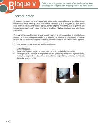 110
Bloque V Conoces los principios estructurales y funcionales de los seres
humanos y los comparas con otros organismos del reino animal
Introducción
El cuerpo humano es una maquinaria altamente especializada y perfectamente
coordinada entre todos y cada uno de los sistemas que lo integran, su estructura
está interconectada entre cada célula, tejido, órgano y sistema, que le permite un
funcionamiento correcto y, por lo tanto, el equilibrio o la homeostasis para adaptarse
y subsistir.
El organismo es vulnerable a enfermarse cuando la homeostasis o el equilibrio se
pierden, e incluso esto puede llevar a la muerte. Es importante conocer el funciona-
miento de sus estructuras para cuidarlas y mantenerlas en estado de salud óptimo.
En este bloque revisaremos los siguientes temas:
•	 La homeostasis.
•	 Los cuatro tejidos primarios: muscular, nervioso, epitelial y conjuntivo.
•	 Los órganos, su función, su organización en aparatos y sistemas: tegumentario,
muscular, esquelético, digestivo, circulatorio, respiratorio, urinario, nerviosos,
glandular y reproductor.
 