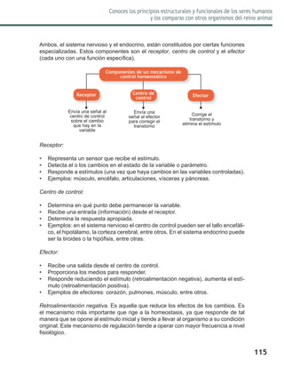 115
Conoces los principios estructurales y funcionales de los seres humanos
y los comparas con otros organismos del reino animal
Ambos, el sistema nervioso y el endocrino, están constituidos por ciertas funciones
especializadas. Estos componentes son el receptor, centro de control y el efector
(cada uno con una función específica).
Receptor:	
•	 Representa un sensor que recibe el estímulo.
•	 Detecta el o los cambios en el estado de la variable o parámetro.
•	 Responde a estímulos (una vez que haya cambios en las variables controladas).
•	 Ejemplos: músculo, encéfalo, articulaciones, vísceras y páncreas.
Centro de control:
•	 Determina en qué punto debe permanecer la variable.
•	 Recibe una entrada (información) desde el receptor.
•	 Determina la respuesta apropiada.
•	 Ejemplos: en el sistema nervioso el centro de control pueden ser el tallo encefáli-
co, el hipotálamo, la corteza cerebral, entre otros. En el sistema endocrino puede
ser la tiroides o la hipófisis, entre otras.
Efector:	
•	 Recibe una salida desde el centro de control.
•	 Proporciona los medios para responder.
•	 Responde reduciendo el estímulo (retroalimentación negativa), aumenta el estí-
mulo (retroalimentación positiva).
•	 Ejemplos de efectores: corazón, pulmones, músculo, entre otros.
Retroalimentación negativa. Es aquella que reduce los efectos de los cambios. Es
el mecanismo más importante que rige a la homeostasis, ya que responde de tal
manera que se opone al estímulo inicial y tiende a llevar al organismo a su condición
original. Este mecanismo de regulación tiende a operar con mayor frecuencia a nivel
fisiológico.
Receptor Centro de
control
Efector
Envía una señal al
centro de control
sobre el cambio
que hay en la
variable
Componentes de un mecanismo de
control homeostático
Envía una
señal al efector
para corregir el
transtorno
Corrige el
transtorno y
elimina el estímulo
 