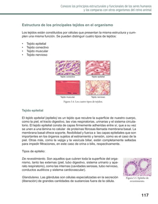 117
Conoces los principios estructurales y funcionales de los seres humanos
y los comparas con otros organismos del reino animal
Estructura de los principales tejidos en el organismo
Los tejidos están constituidos por células que presentan la misma estructura y cum-
plen una misma función. Se pueden distinguir cuatro tipos de tejidos:
•	 Tejido epitelial
•	 Tejido conectivo
•	 Tejido muscular
•	 Tejido nervioso
Tejido epitelial
El tejido epitelial (epitelio) es un tejido que recubre la superficie de nuestro cuerpo,
como la piel, el tracto digestivo, las vías respiratorias, urinarias y el sistema circula-
torio. El tejido epitelial consta de capas firmemente adheridas entre sí, que a su vez
se unen a una lámina no celular de proteínas fibrosas llamada membrana basal. La
membrana basal ofrece soporte, flexibilidad y fuerza a las capas epiteliales que son
importantes en los órganos sujetos al estiramiento y tensión, como es el caso de la
piel. Otras más, como la vejiga y la vesícula biliar, están completamente selladas
para impedir filtraciones, en este caso de orina o bilis, respectivamente.
Tipos de epitelio:
De revestimiento. Son aquellos que cubren toda la superficie del orga-
nismo, tanto las externas (piel, tubo digestivo, sistema urinario y apa-
rato respiratorio), como las internas (cavidades serosas, tubo nervioso,
conductos auditivos y sistema cardiovascular).
Glandulares. Las glándulas son células especializadas en la secreción
(liberación) de grandes cantidades de sustancias fuera de la célula.
Figura 5.4. Los cuatro tipos de tejidos.
Tejido conectivo Tejido epitelial
Tejido muscular Tejido nervioso
Figura 5.5. Epitelio de
revestimiento.
 
