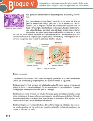 118
Bloque V Conoces los principios estructurales y funcionales de los seres
humanos y los comparas con otros organismos del reino animal
Las glándulas se clasifican en dos categorías: exocrinas y endocri-
nas.
Las glándulas exocrinas liberan su producto de secreción a la su-
perficie externa del cuerpo (piel) o a la superficie de una cavidad
externa, por lo regular a través de un conducto angosto o de un
tubo. Por ejemplo, las glándulas sudoríparas, las glándulas mama-
rias y las glándulas salivales. Las glándulas endocrinas no tienen
conductos, secretan hormonas en el líquido extracelular, a partir
del cual las hormonas se esparcen en capilares cercanos. Las hormonas son sus-
tancias químicas que se producen en pequeñas cantidades y se transportan en el
torrente sanguíneo para regular la actividad de otras células.
Tejido conectivo
Los tejidos conectivos son un conjunto de tejidos que tienen la función de mantener
unidas las estructuras y de protegerlas. Su clasificación es la siguiente:
Tejido conjuntivo. Está formado por células llamadas fibrocitos que se encargan de
sintetizar fibras como el colágeno. Se encuentra uniendo otros tejidos u órganos.
Por ejemplo: en el tejido muscular y en el cartílago.
Tejido adiposo. Está formado por células llenas de grasa llamadas adipocitos. Actúa
como protector de órganos internos, como ocurre con el corazón o el riñón. También
sirve como estructura de reserva de energía para el organismo. Por ejemplo: en la
cadera de la mujer y en el abdomen del hombre.
Tejido cartilaginoso. Forma estructuras de sostén duras pero elásticas. Se encuen-
tra en el esqueleto de los embriones y dentro del adulto en las articulaciones, las
orejas, la tráquea y la nariz.
Figura 5.6. Tejido glandular.
Figura 5.7. Tipos de glándulas.
Glándula exocrina Glándula endocrina
Epitelio
Vaso
sanguíneo
Moléculas de
hormonasProductos de
la secreción
Células
epiteliales
glandulares
Células
epiteliales
glandulares
Conductos
 