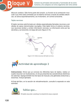 120
Bloque V Conoces los principios estructurales y funcionales de los seres
humanos y los comparas con otros organismos del reino animal
Músculo cardiaco. Sólo forma parte del corazón, su función es la contracción mus-
cular cuyo ritmo está controlado por el sistema nervioso a través de señales eléctri-
cas, se activa espontáneamente y es involuntario, sin control consciente.
Tejido nervioso
El tejido nervioso está formado por células especializadas llamadas neuronas y por
células de apoyo denominadas neuroglias. Este tejido forma el sistema nervioso.
Las neuronas reciben y emiten información nerviosa. La información entra por las
dendritas y se transmite a lo largo del axón (figura 5.10).
	 Actividad de aprendizaje 2
Instrucciones: Ahora que ya conoces los diferentes tipos de tejidos, realiza un
cuadro resumen con ilustraciones, en el que presentes las características distintivas
de cada tipo. Agrega también los tres tipos de músculo y las glándulas endocrinas y
exocrinas. Incluye ejemplos.
Al final del libro, en la sección de retroalimentación, consulta lo esperado en esta
actividad.
Figura 5.10. Célula (neurona) del tejido nervioso.
Núcleo
Dendritas
Cuerpo
celular
Axón
Sabías que...
El tejido muscular constituye la mitad de la masa corporal.
 