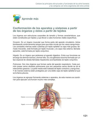 121
Conoces los principios estructurales y funcionales de los seres humanos
y los comparas con otros organismos del reino animal
	 Aprende más
Conformación de los aparatos y sistemas a partir
de los órganos y éstos a partir de tejidos
Los órganos son estructuras corporales de tamaño y formas característicos, que
están constituidos por tejidos y que llevan a cabo funciones vitales específicas.
Corazón. Es un órgano muscular que forma parte del aparato circulatorio. Actúa
bombeando continuamente sangre para que ésta circule por los vasos sanguíneos.
Las cavidades internas están cubiertas por tejido epitelial: la capa más gruesa, lla-
mada miocardio, está formada por tejido muscular, y la capa más externa, llamada
epicardio, está formada por tejido conjuntivo.
Hígado. Es un órgano que pertenece al aparato digestivo. Entre sus funciones se
encarga de eliminar toxinas y formar bilis. Es una glándula exocrina formada por un
tipo especial de células llamadas hepatocitos acompañadas de tejido conjuntivo.
Pulmones. Son dos órganos que forman parte del aparato respiratorio. Cada pul-
món posee varios alvéolos pulmonares que son pequeños sacos donde se da el
intercambio gaseoso. La parte media está rodeada de tejido conectivo y sanguíneo.
Y de manera externa están protegidos por una doble capa de tejido epitelial al que
se le llama pleuras.
Los órganos se agrupan formando sistemas o aparatos, de esta manera se coordi-
nan para ejecutar una función mucho más compleja.
Figura 5.11. Órganos
Pulmón
Hígado
Corazón
 