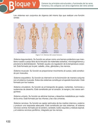 122
Bloque V Conoces los principios estructurales y funcionales de los seres
humanos y los comparas con otros organismos del reino animal
Los sistemas son conjuntos de órganos del mismo tipo que realizan una función
similar.
Sistema tegumentario. Su función es actuar como una barrera protectora que man-
tiene nuestro cuerpo libre de la intrusión de materiales extraños, microorganismos y
previene la deshidratación. También ayuda a la regulación de la temperatura corpo-
ral. Está formado por la piel, cabello, uñas, glándulas y los nervios.
Sistema muscular. Su función es proporcionar movimiento al cuerpo, está constitui-
do por músculos.
Sistema esquelético. Su función es intervenir en la locomoción de manera conjunta
con el sistema muscular. Estos dos sistemas constituyen el aparato locomotor. Está
formado por los huesos.
Sistema circulatorio. Su función es el transporte de gases, nutrientes, hormonas y
sustancias de desecho. Está constituido por el corazón, la sangre y los vasos san-
guíneos.
Sistema urinario. Su función es eliminar toxinas y desechos metabólicos por medio
de la orina. Está formado por los riñones y las vías urinarias.
Sistema nervioso. Su función es captar estímulos de los medios internos y externo
y producir una respuesta adecuada. Está constituido por dos sistemas, el sistema
nervioso central, formado por el cerebro, cerebelo, bulbo raquídeo y médula espinal;
y el sistema nervioso periférico, integrado por los nervios.
Figura 5.12. Sistemas del cuerpo humano.
Sistema
tegumentario
Sistema
muscular
Sistema
esquelético
Sistema
nervioso
Sistema
urinario
Sistema
circulatorio
 