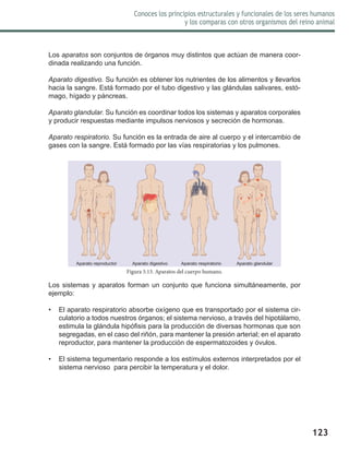123
Conoces los principios estructurales y funcionales de los seres humanos
y los comparas con otros organismos del reino animal
Los aparatos son conjuntos de órganos muy distintos que actúan de manera coor-
dinada realizando una función.
Aparato digestivo. Su función es obtener los nutrientes de los alimentos y llevarlos
hacia la sangre. Está formado por el tubo digestivo y las glándulas salivares, estó-
mago, hígado y páncreas.
Aparato glandular. Su función es coordinar todos los sistemas y aparatos corporales
y producir respuestas mediante impulsos nerviosos y secreción de hormonas.
Aparato respiratorio. Su función es la entrada de aire al cuerpo y el intercambio de
gases con la sangre. Está formado por las vías respiratorias y los pulmones.
Los sistemas y aparatos forman un conjunto que funciona simultáneamente, por
ejemplo:
•	 El aparato respiratorio absorbe oxígeno que es transportado por el sistema cir-
culatorio a todos nuestros órganos; el sistema nervioso, a través del hipotálamo,
estimula la glándula hipófisis para la producción de diversas hormonas que son
segregadas, en el caso del riñón, para mantener la presión arterial; en el aparato
reproductor, para mantener la producción de espermatozoides y óvulos.
•	 El sistema tegumentario responde a los estímulos externos interpretados por el
sistema nervioso para percibir la temperatura y el dolor.
Figura 5.13. Aparatos del cuerpo humano.
Aparato reproductor Aparato digestivo Aparato respiratorio Aparato glandular
 