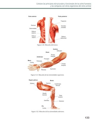 133
Conoces los principios estructurales y funcionales de los seres humanos
y los comparas con otros organismos del reino animal
Figura 5.20. Músculos del tronco.
Figura 5.22. Músculos de las extremidades inferiores.
Figura 5.21. Músculos de las extremidades superiores.
Parte anterior Parte posterior
Pectoral
Intercostales
Oblicuo
externo
Oblicuo
interno
Oblicuo
abdominal
Grandes
dorsales
Trapecios
Bíceps
braquial
Tríceps
braquial
Pronador
Palmares
Supinador
Flexores
Cortos
Deltoides
Hombro
Brazo
Antebrazo
Mano
Región pélvica Muslo
Glúteos Sartorio
Cuádriceps
femoral
Bíceps
femoral
Gemelos
Tibial
anterior
Extensor
Cortos
Pie
 