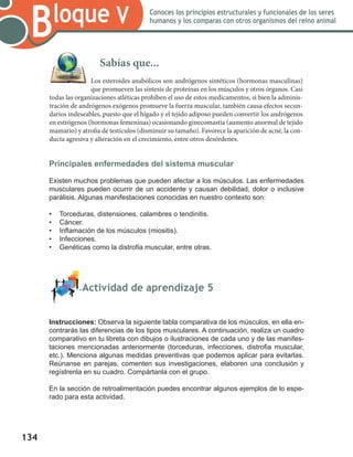 134
Bloque V Conoces los principios estructurales y funcionales de los seres
humanos y los comparas con otros organismos del reino animal
Principales enfermedades del sistema muscular
Existen muchos problemas que pueden afectar a los músculos. Las enfermedades
musculares pueden ocurrir de un accidente y causan debilidad, dolor o inclusive
parálisis. Algunas manifestaciones conocidas en nuestro contexto son:
•	 Torceduras, distensiones, calambres o tendinitis.
•	 Cáncer.
•	 Inflamación de los músculos (miositis).
•	 Infecciones.
•	 Genéticas como la distrofia muscular, entre otras.
	 Actividad de aprendizaje 5
Instrucciones: Observa la siguiente tabla comparativa de los músculos, en ella en-
contrarás las diferencias de los tipos musculares. A continuación, realiza un cuadro
comparativo en tu libreta con dibujos o ilustraciones de cada uno y de las manifes-
taciones mencionadas anteriormente (torceduras, infecciones, distrofia muscular,
etc.). Menciona algunas medidas preventivas que podemos aplicar para evitarlas.
Reúnanse en parejas, comenten sus investigaciones, elaboren una conclusión y
regístrenla en su cuadro. Compártanla con el grupo.
En la sección de retroalimentación puedes encontrar algunos ejemplos de lo espe-
rado para esta actividad.
Sabías que...
Los esteroides anabólicos son andrógenos sintéticos (hormonas masculinas)
que promueven las síntesis de proteínas en los músculos y otros órganos. Casi
todas las organizaciones atléticas prohíben el uso de estos medicamentos, si bien la adminis-
tración de andrógenos exógenos promueve la fuerza muscular, también causa efectos secun-
darios indeseables, puesto que el hígado y el tejido adiposo pueden convertir los andrógenos
en estrógenos (hormonas femeninas) ocasionando ginecomastia (aumento anormal de tejido
mamario) y atrofia de testículos (disminuir su tamaño). Favorece la aparición de acné, la con-
ducta agresiva y alteración en el crecimiento, entre otros desórdenes.
 
