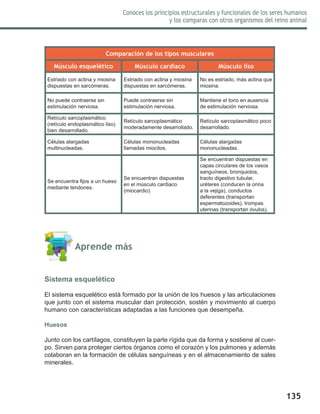 135
Conoces los principios estructurales y funcionales de los seres humanos
y los comparas con otros organismos del reino animal
Comparación de los tipos musculares
Músculo esquelético Músculo cardiaco Músculo liso
Estriado con actina y miosina
dispuestas en sarcómeras.
Estriado con actina y miosina
dispuestas en sarcómeras.
No es estriado, más actina que
miosina.
No puede contraerse sin
estimulación nerviosa.
Puede contraerse sin
estimulación nerviosa.
Mantiene el tono en ausencia
de estimulación nerviosa.
Retículo sarcoplasmático
(retículo endoplasmático liso)
bien desarrollado.
Retículo sarcoplasmático
moderadamente desarrollado.
Retículo sarcoplasmático poco
desarrollado.
Células alargadas
multinucleadas.
Células mononucleadas
llamadas miocitos.
Células alargadas
mononucleadas.
Se encuentra fijos a un hueso
mediante tendones.
Se encuentran dispuestas
en el músculo cardiaco
(miocardio).
Se encuentran dispuestas en
capas circulares de los vasos
sanguíneos, bronquiolos,
tracto digestivo tubular,
uréteres (conducen la orina
a la vejiga), conductos
deferentes (transportan
espermatozoides), trompas
uterinas (transportan óvulos).
	 Aprende más
Sistema esquelético
El sistema esquelético está formado por la unión de los huesos y las articulaciones
que junto con el sistema muscular dan protección, sostén y movimiento al cuerpo
humano con características adaptadas a las funciones que desempeña.
Huesos
Junto con los cartílagos, constituyen la parte rígida que da forma y sostiene al cuer-
po. Sirven para proteger ciertos órganos como el corazón y los pulmones y además
colaboran en la formación de células sanguíneas y en el almacenamiento de sales
minerales.
 