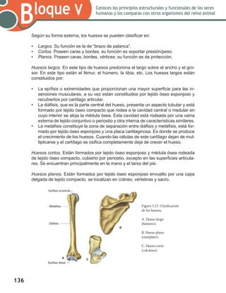 136
Bloque V Conoces los principios estructurales y funcionales de los seres
humanos y los comparas con otros organismos del reino animal
Según su forma externa, los huesos se pueden clasificar en:
•	 Largos. Su función es la de “brazo de palanca”.
•	 Cortos. Poseen caras y bordes, su función es soportar presión/peso.
•	 Planos. Poseen caras, bordes, vértices: su función es de protección.
Huesos largos. En este tipo de huesos predomina el largo sobre el ancho y el gro-
sor. En este tipo están el fémur, el húmero, la tibia, etc. Los huesos largos están
constituidos por:
•	 La epífisis o extremidades que proporcionan una mayor superficie para las in-
serciones musculares, a su vez están constituidos por tejido óseo esponjoso y
recubiertos por cartílago articular.
•	 La diáfisis, que es la parte central del hueso, presenta un aspecto tubular y está
formado por tejido óseo compacto que rodea a la cavidad central o medular en
cuyo interior se aloja la médula ósea. Esta cavidad está rodeada por una vaina
externa de tejido conjuntivo o periostio y otra interna de características similares.
•	 La metáfisis constituye la zona de separación entre diáfisis y metáfisis, está for-
mado por tejido óseo esponjoso y una placa cartilaginosa. Es donde se produce
el crecimiento de los huesos. Cuando las células de este cartílago dejan de mul-
tiplicarse y el cartílago se osifica completamente deja de crecer el hueso.
Huesos cortos. Están formados por tejido óseo esponjoso y médula ósea rodeada
de tejido óseo compacto, cubierto por periostio, excepto en las superficies articula-
res. Se encuentran principalmente en la mano y el tarso del pie.
Huesos planos. Están formados por tejido óseo esponjoso envuelto por una capa
delgada de tejido compacto, se localizan en cráneo, vértebras y sacro.
Figura 5.23. Clasificación
de los huesos.
A. Hueso largo
(húmero).
B. Hueso plano
(omóplato).
C. Hueso corto
(calcáneo).
Epífisis proximal
Metáfisis
Diáfisis
Epífisis distal
B
CA
 