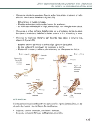 139
Conoces los principios estructurales y funcionales de los seres humanos
y los comparas con otros organismos del reino animal
•	 Huesos de miembros superiores. Son de arriba hacia abajo, el húmero, el radio,
el cubito y los huesos de la mano (figura 5.29).
-- El húmero es el hueso del brazo.
-- El cúbito y el radio constituyen los huesos del antebrazo.
-- La mano está formada por el carpo, el metacarpo y las falanges de los dedos.
•	 Huesos de la cintura pelviana. Está formada por la articulación de los dos coxa-
les, que son el resultado de la fusión de tres huesos: el ilion, el isquion y el pubis.
•	 Hueso de los miembros inferiores. Son de arriba hacia abajo: el fémur, la tibia,
el peroné (figura 5.30).
-- El fémur o hueso del muslo es el más largo y pesado del cuerpo.
-- La tibia y el peroné constituyen los huesos de la pierna.
-- El pie está formado por el tarso, el metatarso y las falanges de los dedos.
Articulaciones
Son las conexiones existentes entre los componentes rígidos del esqueleto, es de-
cir, entre los huesos y los cartílagos. Se clasifican en:
•	 Según su función: sinartrosis, anfiartrosis, diartrosis.
•	 Según su estructura: fibrosas, cartilaginosas, sinoviales.
Clavícula
Omóplato
Húmero
Radio
Cúbito
Cintura escapular
Carpo
Falanges
Falangeta
Falangina
Falanges
Metacarpo
Ilion
Omóplato
Fémur
Tibia
Peroné
Coxal
Isquión
Tarso
Metatarso
1ra. Falange
2da.
Falange
3ra.
Falange
Falanges
Figura 5.29.
Huesos del
miembro
superior
Figura 5.30.
Huesos del
miembro
inferior
Cintura pelviana
 