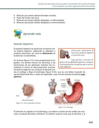 141
Conoces los principios estructurales y funcionales de los seres humanos
y los comparas con otros organismos del reino animal
5.	 Músculo que posee células llamadas miocitos.
6.	 Parte del hueso más dura.
7.	 Músculo que posee células alargadas y multinucleadas
8.	 Músculo que posee células alargadas y mononucleadas.
	 Aprende más
Aparato digestivo
El aparato digestivo es aquel que incorpora nue-
va materia orgánica, realizando su digestión y
posterior absorción, así como la defecación de
sustancias no absorbidas.
En la boca (figura 5.31) inicia propiamente la di-
gestión, los dientes trituran los alimentos y las
secreciones de las glándulas salivales los hu-
medecen e inician su descomposición química.
Durante la deglución se conduce el alimento ha-
cia el esófago y llega al estómago (figura 5.32), que es una bolsa muscular de
aproximadamente litro y medio de capacidad, cuya mucosa secreta el potente jugo
gástrico.
El alimento es agitado en el estómago y se retiene a través de dos anillos de mús-
culos circulares llamados esfínteres. El esfínter superior evita que el alimento y el
Defecación: eliminación de
heces del conducto digestivo
a través del recto.
Jugo gástrico: secreción di-
gestiva de las glándulas gástricas, compues-
ta principalmente de pepsina que es una en-
zima digestiva.
Figura 5.32. Estómago.
Esófago
Esfínter
esofágico
inferior
Esfínter pilórico
Estómago
Figura 5.31. Boca y glándulas salivales.
Glándulas salivales
Boca
 