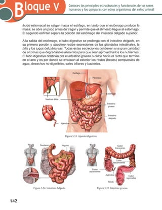 142
Bloque V Conoces los principios estructurales y funcionales de los seres
humanos y los comparas con otros organismos del reino animal
ácido estomacal se salgan hacia el esófago, en tanto que el estómago produce la
masa; se abre un poco antes de tragar y permite que el alimento llegue al estómago.
El segundo esfínter separa la porción del estómago del intestino delgado superior.
A la salida del estómago, el tubo digestivo se prolonga con el intestino delgado, en
su primera porción o duodeno recibe secreciones de las glándulas intestinales, la
bilis y los jugos del páncreas. Todas estas secreciones contienen una gran cantidad
de enzimas que degradan los alimentos para que sean aprovechados los nutrientes.
El tubo digestivo continúa por el intestino grueso o colon hacia el recto que termina
en el ano y es por donde se evacuan al exterior los restos (heces) compuestas de
agua, desechos no digeribles, sales biliares y bacterias.
Figura 5.33. Aparato digestivo.
Figura 5.34. Intestino delgado. Figura 5.35. Intestino grueso.
Esófago
Hígado
Estómago
Vesícula biliar
Intestino
grueso
Intestino
delgado
Apéndice
Páncreas
Colon
transverso
Colon
sigmoides
Recto
Colon
ascendente
Apéndice
Colon
descendente
Duodeno Yeyuno
 