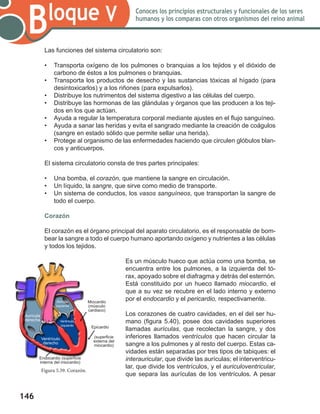 146
Bloque V Conoces los principios estructurales y funcionales de los seres
humanos y los comparas con otros organismos del reino animal
Las funciones del sistema circulatorio son:
•	 Transporta oxígeno de los pulmones o branquias a los tejidos y el dióxido de
carbono de éstos a los pulmones o branquias.
•	 Transporta los productos de desecho y las sustancias tóxicas al hígado (para
desintoxicarlos) y a los riñones (para expulsarlos).
•	 Distribuye los nutrimentos del sistema digestivo a las células del cuerpo.
•	 Distribuye las hormonas de las glándulas y órganos que las producen a los teji-
dos en los que actúan.
•	 Ayuda a regular la temperatura corporal mediante ajustes en el flujo sanguíneo.
•	 Ayuda a sanar las heridas y evita el sangrado mediante la creación de coágulos
(sangre en estado sólido que permite sellar una herida).
•	 Protege al organismo de las enfermedades haciendo que circulen glóbulos blan-
cos y anticuerpos.
El sistema circulatorio consta de tres partes principales:
•	 Una bomba, el corazón, que mantiene la sangre en circulación.
•	 Un líquido, la sangre, que sirve como medio de transporte.
•	 Un sistema de conductos, los vasos sanguíneos, que transportan la sangre de
todo el cuerpo.
Corazón
El corazón es el órgano principal del aparato circulatorio, es el responsable de bom-
bear la sangre a todo el cuerpo humano aportando oxígeno y nutrientes a las células
y todos los tejidos.
Es un músculo hueco que actúa como una bomba, se
encuentra entre los pulmones, a la izquierda del tó-
rax, apoyado sobre el diafragma y detrás del esternón.
Está constituido por un hueco llamado miocardio, el
que a su vez se recubre en el lado interno y externo
por el endocardio y el pericardio, respectivamente.
Los corazones de cuatro cavidades, en el del ser hu-
mano (figura 5.40), posee dos cavidades superiores
llamadas aurículas, que recolectan la sangre, y dos
inferiores llamados ventrículos que hacen circular la
sangre a los pulmones y al resto del cuerpo. Estas ca-
vidades están separadas por tres tipos de tabiques: el
interauricular, que divide las aurículas; el interventricu-
lar, que divide los ventrículos, y el auriculoventricular,
que separa las aurículas de los ventrículos. A pesar
Figura 5.39. Corazón.
Ventrículo
derecho
Aurícula
derecha
Aurícula
izquierda
Ventrículo
izquierdo
Miocardio
(músculo
cardiaco)
Epicardio
(superficie
externa del
miocardio)
Endocardio (superficie
interna del miocardio)
 