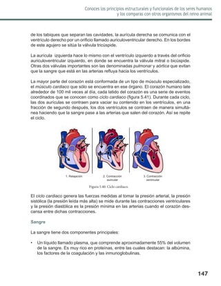 147
Conoces los principios estructurales y funcionales de los seres humanos
y los comparas con otros organismos del reino animal
de los tabiques que separan las cavidades, la aurícula derecha se comunica con el
ventrículo derecho por un orificio llamado auriculoventricular derecho. En los bordes
de este agujero se sitúa la válvula tricúspide.
La aurícula izquierda hace lo mismo con el ventrículo izquierdo a través del orificio
auriculoventricular izquierdo, en donde se encuentra la válvula mitral o bicúspide.
Otras dos válvulas importantes son las denominadas pulmonar y aórtica que evitan
que la sangre que está en las arterias refluya hacia los ventrículos.
La mayor parte del corazón está conformada de un tipo de músculo especializado,
el músculo cardiaco que sólo se encuentra en ese órgano. El corazón humano late
alrededor de 100 mil veces al día, cada latido del corazón es una serie de eventos
coordinados que se conocen como ciclo cardiaco (figura 5.41). Durante cada ciclo,
las dos aurículas se contraen para vaciar su contenido en los ventrículos, en una
fracción de segundo después, los dos ventrículos se contraen de manera simultá-
nea haciendo que la sangre pase a las arterias que salen del corazón. Así se repite
el ciclo.
El ciclo cardiaco genera las fuerzas medidas al tomar la presión arterial, la presión
sistólica (la presión leída más alta) se mide durante las contracciones ventriculares
y la presión diastólica es la presión mínima en las arterias cuando el corazón des-
cansa entre dichas contracciones.
Sangre
La sangre tiene dos componentes principales:
•	 Un líquido llamado plasma, que comprende aproximadamente 55% del volumen
de la sangre. Es muy rico en proteínas, entre las cuales destacan: la albúmina,
los factores de la coagulación y las inmunoglobulinas.
Figura 5.40. Ciclo cardiaco.
1. Relajación 2. Contracción
auricular
3. Contracción
ventricular
 