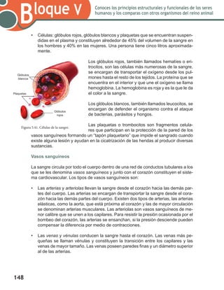 148
Bloque V Conoces los principios estructurales y funcionales de los seres
humanos y los comparas con otros organismos del reino animal
Figura 5.41. Células de la sangre.
•	 Células: glóbulos rojos, glóbulos blancos y plaquetas que se encuentran suspen-
didas en el plasma y constituyen alrededor de 45% del volumen de la sangre en
los hombres y 40% en las mujeres. Una persona tiene cinco litros aproximada-
mente.
Los glóbulos rojos, también llamados hematíes o eri-
trocitos, son las células más numerosas de la sangre,
se encargan de transportar el oxígeno desde los pul-
mones hasta el resto de los tejidos. La proteína que se
encuentra en el interior y que une el oxígeno se llama
hemoglobina. La hemoglobina es roja y es la que le da
el color a la sangre.
Los glóbulos blancos, también llamados leucocitos, se
encargan de defender el organismo contra el ataque
de bacterias, parásitos y hongos.
Las plaquetas o trombocitos son fragmentos celula-
res que participan en la protección de la pared de los
vasos sanguíneos formando un “tapón plaquetario” que impide el sangrado cuando
existe alguna lesión y ayudan en la cicatrización de las heridas al producir diversas
sustancias.
Vasos sanguíneos
La sangre circula por todo el cuerpo dentro de una red de conductos tubulares a los
que se les denomina vasos sanguíneos y junto con el corazón constituyen el siste-
ma cardiovascular. Los tipos de vasos sanguíneos son:
•	 Las arterias y arteriolas llevan la sangre desde el corazón hacia las demás par-
tes del cuerpo. Las arterias se encargan de transportar la sangre desde el cora-
zón hacia las demás partes del cuerpo. Existen dos tipos de arterias, las arterias
elásticas, como la aorta, que está próxima al corazón y las de mayor circulación
se denominan arterias musculares. Las arteriolas son vasos sanguíneos de me-
nor calibre que se unen a los capilares. Para resistir la presión ocasionada por el
bombeo del corazón, las arterias se ensanchan, si la presión desciende pueden
compensar la diferencia por medio de contracciones.
•	 Las venas y vénulas conducen la sangre hasta el corazón. Las venas más pe-
queñas se llaman vénulas y constituyen la transición entre los capilares y las
venas de mayor tamaño. Las venas poseen paredes finas y un diámetro superior
al de las arterias.
Glóbulos
rojos
Glóbulos
blancos
Plaquetas
 