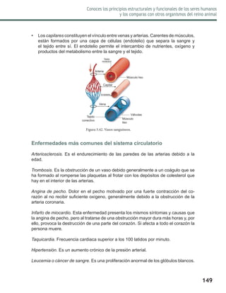149
Conoces los principios estructurales y funcionales de los seres humanos
y los comparas con otros organismos del reino animal
•	 Los capilares constituyen el vínculo entre venas y arterias. Carentes de músculos,
están formados por una capa de células (endotelio) que separa la sangre y
el tejido entre sí. El endotelio permite el intercambio de nutrientes, oxígeno y
productos del metabolismo entre la sangre y el tejido.
Enfermedades más comunes del sistema circulatorio
Arteriosclerosis. Es el endurecimiento de las paredes de las arterias debido a la
edad.
Trombosis. Es la obstrucción de un vaso debido generalmente a un coágulo que se
ha formado al romperse las plaquetas al frotar con los depósitos de colesterol que
hay en el interior de las arterias.
Angina de pecho. Dolor en el pecho motivado por una fuerte contracción del co-
razón al no recibir suficiente oxígeno, generalmente debido a la obstrucción de la
arteria coronaria.
Infarto de miocardio. Esta enfermedad presenta los mismos síntomas y causas que
la angina de pecho, pero al tratarse de una obstrucción mayor dura más horas y, por
ello, provoca la destrucción de una parte del corazón. Si afecta a todo el corazón la
persona muere.
Taquicardia. Frecuencia cardiaca superior a los 100 latidos por minuto.
Hipertensión. Es un aumento crónico de la presión arterial.
Leucemia o cáncer de sangre. Es una proliferación anormal de los glóbulos blancos.
Figura 5.42. Vasos sanguíneos.
Válvulas
Músculo liso
Arteria
Capilar
Vena
Tejido
conectivo
Músculo
liso
Endotelio
Tejido
conectivo
 