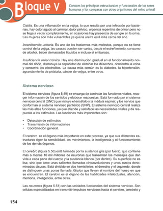 154
Bloque V Conoces los principios estructurales y funcionales de los seres
humanos y los comparas con otros organismos del reino animal
Cistitis. Es una inflamación en la vejiga, lo que resulta por una infección por bacte-
rias, hay dolor agudo al caminar, dolor pélvico, urgencia repentina de orinar pero no
se llega a vaciar completamente, en ocasiones hay presencia de sangre en la orina.
Las mujeres son más vulnerables ya que la uretra está más cerca del ano.
Incontinencia urinaria. Es uno de los trastornos más molestos, porque no se tiene
control de la vejiga, las causas pueden ser varias, desde el estreñimiento, consumo
de alcohol, beber demasiados líquidos e incluso el embarazo.
Insuficiencia renal crónica. Hay una disminución gradual en el funcionamiento nor-
mal del riñón, disminuye la capacidad de eliminar los desechos, concentra la orina
y conserva los electrolitos. La causa más común es la diabetes, la hipertensión,
agrandamiento de próstata, cáncer de vejiga, entre otros.
Sistema nervioso
El sistema nervioso (figura 5.49) se encarga de controlar las funciones vitales, reco-
ger información de los sentidos y elaborar respuestas. Está formado por el sistema
nervioso central (SNC) que incluye el encéfalo y la médula espinal; y los nervios que
conforman el sistema nervioso periférico (SNP). El sistema nervioso central realiza
las más altas funciones, ya que atiende y satisface las necesidades vitales y da res-
puesta a los estímulos. Las funciones más importantes son:
•	 Detección de estímulos
•	 Transmisión de informaciones
•	 Coordinación general.
El cerebro es el órgano más importante en este proceso, ya que sus diferentes es-
tructuras rigen la sensibilidad, los movimientos, la inteligencia y el funcionamiento
de los demás órganos.
El cerebro (figura 5.50) está formado por la sustancia gris (por fuera), que contiene
más o menos 10 mil millones de neuronas que transmiten los mensajes que dan
vida a cada parte del cuerpo y la sustancia blanca (por dentro). Su superficie no es
lisa, sino que tiene unas salientes llamadas circunvoluciones y unos surcos deno-
minados cisuras. Está dividido en dos hemisferios: el derecho y el izquierdo, donde
se distinguen unas zonas llamada lóbulos que llevan el nombre del hueso en que
se encuentran. El cerebro es el órgano de las habilidades intelectuales, atención,
memoria, inteligencia, entre otras.
Las neuronas (figura 5.51) son las unidades funcionales del sistema nervioso. Son
células especializadas en transmitir impulsos nerviosos hacia el cerebro, cerebelo y
 