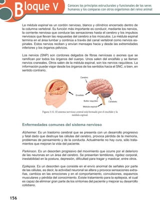 156
Bloque V Conoces los principios estructurales y funcionales de los seres
humanos y los comparas con otros organismos del reino animal
La médula espinal es un cordón nervioso, blanco y cilíndrico encerrado dentro de
la columna vertebral. Su función más importante es conducir, mediante los nervios,
la corriente nerviosa que conduce las sensaciones hasta el cerebro y los impulsos
nerviosos que llevan las respuestas del cerebro a los músculos. La médula espinal
termina en el área lumbar y continúa a través del canal vertebral como nervios es-
pinales. Estos nervios reciben y envían mensajes hacia y desde las extremidades
inferiores y los órganos pélvicos.
Los nervios (SNP) son cordones delgados de fibras nerviosas o axones que se
ramifican por todos los órganos del cuerpo. Unos salen del encéfalo y se llaman
nervios craneales. Otros salen de la médula espinal, son los nervios raquídeos. La
información puede viajar desde los órganos de los sentidos hacia el SNC, o bien, en
sentido contrario.
Enfermedades comunes del sistema nervioso
Alzheimer. Es un trastorno cerebral que se presenta con un desarrollo progresivo
y fatal dado que destruye las células del cerebro, provoca pérdida de la memoria,
problemas de pensamiento y de la conducta. Actualmente no hay cura, sólo trata-
mientos que mejoran la vida del paciente.
Parkinson. Es un desorden progresivo del movimiento que ocurre por el deterioro
de las neuronas en un área del cerebro. Se presentan temblores, rigidez corporal,
inestabilidad en la postura, depresión, dificultad para tragar y masticar, entre otros.
Epilepsia. Es un desorden que consiste en el envío anormal de señales por parte
de las células, es decir, la actividad neuronal se altera y provoca sensaciones extra-
ñas, cambios en las emociones y en el comportamiento, convulsiones, espasmos
musculares y pérdida del conocimiento. Existe tratamiento para la epilepsia, el cual
es capaz de eliminar gran parte de los síntomas del paciente y mejorar su desarrollo
cotidiano.
Figura 5.52. El sistema nervioso central está formado por el encéfalo y la
médula espinal.
Cerebro
Encéfalo
Bulbo raquídeo
Médula espinal
Cerebelo
 