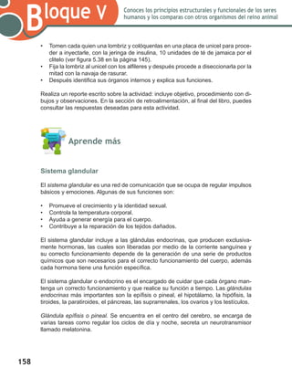 158
Bloque V Conoces los principios estructurales y funcionales de los seres
humanos y los comparas con otros organismos del reino animal
•	 Tomen cada quien una lombriz y colóquenlas en una placa de unicel para proce-
der a inyectarle, con la jeringa de insulina, 10 unidades de té de jamaica por el
clitelo (ver figura 5.38 en la página 145).
•	 Fija la lombriz al unicel con los alfileres y después procede a diseccionarla por la
mitad con la navaja de rasurar.
•	 Después identifica sus órganos internos y explica sus funciones.
Realiza un reporte escrito sobre la actividad: incluye objetivo, procedimiento con di-
bujos y observaciones. En la sección de retroalimentación, al final del libro, puedes
consultar las respuestas deseadas para esta actividad.
	 Aprende más
Sistema glandular
El sistema glandular es una red de comunicación que se ocupa de regular impulsos
básicos y emociones. Algunas de sus funciones son:
•	 Promueve el crecimiento y la identidad sexual.
•	 Controla la temperatura corporal.
•	 Ayuda a generar energía para el cuerpo.
•	 Contribuye a la reparación de los tejidos dañados.
El sistema glandular incluye a las glándulas endocrinas, que producen exclusiva-
mente hormonas, las cuales son liberadas por medio de la corriente sanguínea y
su correcto funcionamiento depende de la generación de una serie de productos
químicos que son necesarios para el correcto funcionamiento del cuerpo, además
cada hormona tiene una función específica.
El sistema glandular o endocrino es el encargado de cuidar que cada órgano man-
tenga un correcto funcionamiento y que realice su función a tiempo. Las glándulas
endocrinas más importantes son la epífisis o pineal, el hipotálamo, la hipófisis, la
tiroides, la paratiroides, el páncreas, las suprarrenales, los ovarios y los testículos.
		
Glándula epífisis o pineal. Se encuentra en el centro del cerebro, se encarga de
varias tareas como regular los ciclos de día y noche, secreta un neurotransmisor
llamado melatonina.
 