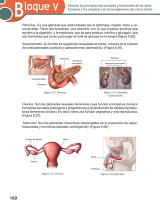 160
Bloque V Conoces los principios estructurales y funcionales de los seres
humanos y los comparas con otros organismos del reino animal
Páncreas. Es una glándula que está rodeada por el estómago, hígado, bazo y ve-
sícula biliar. Tiene dos funciones: una exocrina, con la que produce enzimas que
ayuden a la digestión, y la endocrina, que es para producir insulina y glucagón, que
son hormonas que sirven para bajar el nivel de glucosa en la sangre (figura 5.55).
Suprarrenales. Su función es regular las respuestas al estrés, a través de la síntesis
de corticosteroides (cortisol) y catecolaminas (adrenalina). (Figura 5.56).
Ovarios. Son las glándulas sexuales femeninas cuya función principal es producir
hormonas sexuales (estrógeno y progesterona) y la producción de células reproduc-
toras femeninas (óvulos). Es decir, tiene una función vegetativa y otra reproductiva.
(Figura 5.57).
Testículos. Son las glándulas masculinas responsables de la producción de esper-
matozoides y hormonas sexuales (andrógenos). (Figura 5.58).
Figura 5.58. Testículos.Figura 5.57. Ovarios.
Trompa de falopio Útero
Pene
Testículo
Ovario
Figura 5.56. Glándulas
suprarrenales.
Figura 5.55. Páncreas.
Páncreas
Conducto
pancreático
Conducto biliar
Duodeno
Riñones
Glándulas suprarrenales
 