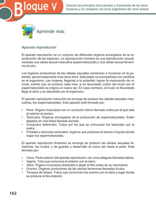 162
Bloque V Conoces los principios estructurales y funcionales de los seres
humanos y los comparas con otros organismos del reino animal
	 Aprende más
Aparato reproductor
El aparato reproductor es un conjunto de diferentes órganos encargados de la re-
producción de las especies. La reproducción humana es una reproducción sexual,
necesita una célula sexual masculina (espermatozoide) y una célula sexual femeni-
na (óvulo).
Los órganos productores de las células sexuales comienzan a funcionar en la pu-
bertad, aproximadamente a los doce años. Esta etapa va acompañada con cambios
en el organismo. Las mujeres, llegando a la pubertad, logran la maduración de un
óvulo, evento que se produce cada mes, si es fecundado (unión del óvulo con el
espermatozoide) se origina un nuevo ser. En caso contrario, el óvulo no fecundado
llega al útero y es absorbido por el organismo.
El aparato reproductor masculino se encarga de producir las células sexuales mas-
culinas, los espermatozoides. Este aparato está formado por:
•	 Pene. Órgano musculoso con un conducto interior llamado uretra por el que sale
al exterior el semen.
•	 Testículos. Órganos encargados de la producción de espermatozoides. Están
alojados en una bolsa llamada escroto.
•	 Conductos deferentes. Tubos por los que se comunican los testículos con la
uretra.
•	 Próstata y vesículas seminales: órganos que producen el semen o líquido donde
viajan los espermatozoides.
El aparato reproductor femenino se encarga de producir las células sexuales fe-
meninas, los óvulos, y de guardar y desarrollar el nuevo ser hasta el parto. Está
formado por:
•	 Vulva. Parte exterior del aparato reproductor, con unos pliegues llamados labios.
•	 Vagina. Tubo que comunica el exterior con el útero.
•	 Útero. Órgano musculoso destinado a alojar el feto antes de su nacimiento.
•	 Ovarios. Órganos productores de las células femeninas llamadas óvulos.
•	 Trompas de falopio. Tubos que comunican los ovarios con el útero y lugar donde
se produce la fecundación.
 
