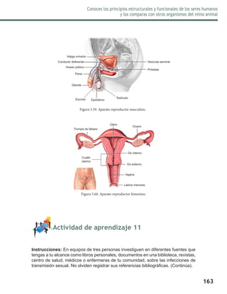 163
Conoces los principios estructurales y funcionales de los seres humanos
y los comparas con otros organismos del reino animal
	 Actividad de aprendizaje 11
Instrucciones: En equipos de tres personas investiguen en diferentes fuentes que
tengas a tu alcance como libros personales, documentos en una biblioteca, revistas,
centro de salud, médicos o enfermeras de tu comunidad, sobre las infecciones de
transmisión sexual. No olviden registrar sus referencias bibliográficas. (Continúa).
Figura 5.59. Aparato reproductor masculino.
Figura 5.60. Aparato reproductor femenino.
Vejiga urinaria
Conducto deferente
Hueso púbico
Pene
Glande
Escroto Epidídimo
Testículo
Vesícula seminal
Próstata
Trompa de falopio
Cuello
uterino
Útero
Ovario
Os externo
Os interno
Vagina
Labios menores
 