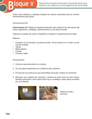 166
Bloque V Conoces los principios estructurales y funcionales de los seres
humanos y los comparas con otros organismos del reino animal
Todos estos sistemas y aparatos trabajan de manera coordinada para el correcto
funcionamiento del cuerpo.
Autoevaluación
Instrucciones (1): Realiza la siguiente disección para observar las estructuras del
hueso, ligamentos, cartílagos y articulaciones en una pieza de pollo.
Organiza un equipo de cuatro compañeros y preparen lo siguiente para la clase.
Material:
•	 Compren en el mercado una pieza de pollo, como la pierna con muslo o el ala
con las costillas.
•	 Tijeras
•	 Bolsa plástica
•	 Franela
•	 Charola o tabla
Procedimiento
1.	 Coloca la pieza del pollo en la charola.
2.	 Con las tijeras desprende con cuidado la piel y observa.
3.	 El músculo es la estructura que está debajo de la piel, localiza sus tendones.
4.	 Remueve con cuidado los músculos y observa la unión entre los dos huesos
llamada articulación, entre cada hueso hay un cartílago y estos están envueltos
por una cápsula.
Observa la piel y
remueve.
Piel
externa
 