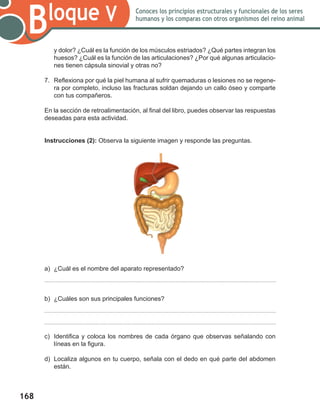 168
Bloque V Conoces los principios estructurales y funcionales de los seres
humanos y los comparas con otros organismos del reino animal
y dolor? ¿Cuál es la función de los músculos estriados? ¿Qué partes integran los
huesos? ¿Cuál es la función de las articulaciones? ¿Por qué algunas articulacio-
nes tienen cápsula sinovial y otras no?
7.	 Reflexiona por qué la piel humana al sufrir quemaduras o lesiones no se regene-
ra por completo, incluso las fracturas soldan dejando un callo óseo y comparte
con tus compañeros.
En la sección de retroalimentación, al final del libro, puedes observar las respuestas
deseadas para esta actividad.
Instrucciones (2): Observa la siguiente imagen y responde las preguntas.
a)	 ¿Cuál es el nombre del aparato representado?
b)	 ¿Cuáles son sus principales funciones?
c)	 Identifica y coloca los nombres de cada órgano que observas señalando con
líneas en la figura.
d)	 Localiza algunos en tu cuerpo, señala con el dedo en qué parte del abdomen
están.
 