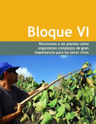 Bloque VI
Reconoces a las plantas como
organismos complejos de gran
importancia para los seres vivos
Bloque VI. Reconoces a las plantas como organismos complejos de gran importancia para los seres
vivos
 