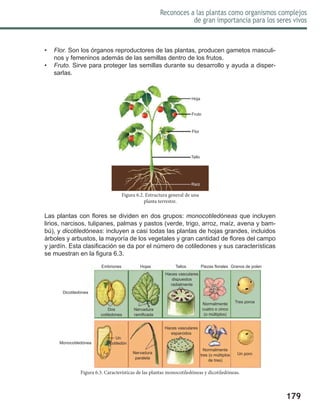 179
Reconoces a las plantas como organismos complejos
de gran importancia para los seres vivos
•	 Flor. Son los órganos reproductores de las plantas, producen gametos masculi-
nos y femeninos además de las semillas dentro de los frutos.
•	 Fruto. Sirve para proteger las semillas durante su desarrollo y ayuda a disper-
sarlas.
Las plantas con flores se dividen en dos grupos: monocotiledóneas que incluyen
lirios, narcisos, tulipanes, palmas y pastos (verde, trigo, arroz, maíz, avena y bam-
bú), y dicotiledóneas: incluyen a casi todas las plantas de hojas grandes, incluidos
árboles y arbustos, la mayoría de los vegetales y gran cantidad de flores del campo
y jardín. Esta clasificación se da por el número de cotiledones y sus características
se muestran en la figura 6.3.
Figura 6.2. Estructura general de una
planta terrestre.
Hoja
Fruto
Flor
Tallo
Raíz
Figura 6.3. Características de las plantas monocotiledóneas y dicotiledóneas.
Embriones Hojas Tallos Piezas florales Granos de polen
Dicotiledónea
Monocotiledónea
Dos
cotiledones
Un
cotiledón
Nervadura
ramificada
Nervadura
paralela
Haces vasculares
dispuestos
radialmente
Haces vasculares
esparcidos
Normalmente
cuatro o cinco
(o múltiplos)
Normalmente
tres (o múltiplos
de tres)
Tres poros
Un poro
 