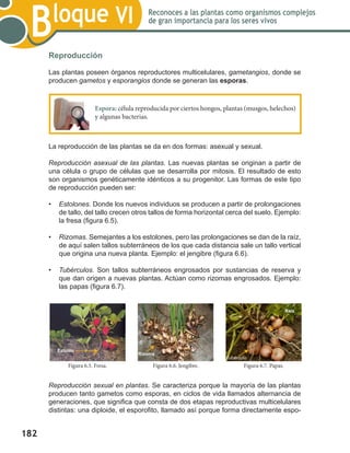 182
Bloque VI Reconoces a las plantas como organismos complejos
de gran importancia para los seres vivos
Reproducción
Las plantas poseen órganos reproductores multicelulares, gametangios, donde se
producen gametos y esporangios donde se generan las esporas.
La reproducción de las plantas se da en dos formas: asexual y sexual.
Reproducción asexual de las plantas. Las nuevas plantas se originan a partir de
una célula o grupo de células que se desarrolla por mitosis. El resultado de esto
son organismos genéticamente idénticos a su progenitor. Las formas de este tipo
de reproducción pueden ser:
•	 Estolones. Donde los nuevos individuos se producen a partir de prolongaciones
de tallo, del tallo crecen otros tallos de forma horizontal cerca del suelo. Ejemplo:
la fresa (figura 6.5).
•	 Rizomas. Semejantes a los estolones, pero las prolongaciones se dan de la raíz,
de aquí salen tallos subterráneos de los que cada distancia sale un tallo vertical
que origina una nueva planta. Ejemplo: el jengibre (figura 6.6).
•	Tubérculos. Son tallos subterráneos engrosados por sustancias de reserva y
que dan origen a nuevas plantas. Actúan como rizomas engrosados. Ejemplo:
las papas (figura 6.7).
Reproducción sexual en plantas. Se caracteriza porque la mayoría de las plantas
producen tanto gametos como esporas, en ciclos de vida llamados alternancia de
generaciones, que significa que consta de dos etapas reproductivas multicelulares
distintas: una diploide, el esporofito, llamado así porque forma directamente espo-
Espora: célula reproducida por ciertos hongos, plantas (musgos, helechos)
y algunas bacterias.
Figura 6.6. Jengibre.
Rizoma
Figura 6.5. Fresa. Figura 6.7. Papas.
Estolón
Tubérculo
Raíz
 
