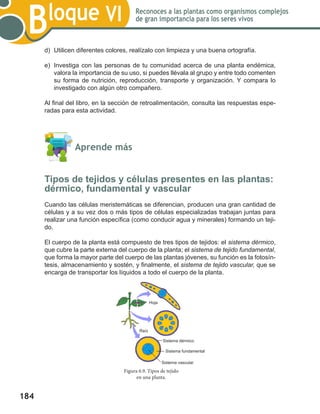 184
Bloque VI Reconoces a las plantas como organismos complejos
de gran importancia para los seres vivos
d)	 Utilicen diferentes colores, realízalo con limpieza y una buena ortografía.
e)	 Investiga con las personas de tu comunidad acerca de una planta endémica,
valora la importancia de su uso, si puedes llévala al grupo y entre todo comenten
su forma de nutrición, reproducción, transporte y organización. Y compara lo
investigado con algún otro compañero.
Al final del libro, en la sección de retroalimentación, consulta las respuestas espe-
radas para esta actividad.
	 Aprende más
Tipos de tejidos y células presentes en las plantas:
dérmico, fundamental y vascular
Cuando las células meristemáticas se diferencian, producen una gran cantidad de
células y a su vez dos o más tipos de células especializadas trabajan juntas para
realizar una función específica (como conducir agua y minerales) formando un teji-
do.
El cuerpo de la planta está compuesto de tres tipos de tejidos: el sistema dérmico,
que cubre la parte externa del cuerpo de la planta; el sistema de tejido fundamental,
que forma la mayor parte del cuerpo de las plantas jóvenes, su función es la fotosín-
tesis, almacenamiento y sostén, y finalmente, el sistema de tejido vascular, que se
encarga de transportar los líquidos a todo el cuerpo de la planta.
Figura 6.9. Tipos de tejido
en una planta.
Hoja
Raíz
Sistema dérmico
Sistema fundamental
Sistema vascular
 