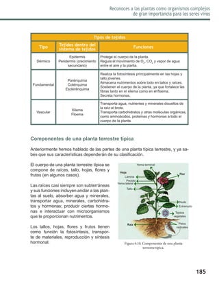 185
Reconoces a las plantas como organismos complejos
de gran importancia para los seres vivos
Tipos de tejidos
Tipo
Tejidos dentro del
sistema de tejidos
Funciones
Dérmico
Epidermis
Peridermis (crecimiento
secundario)
Protege el cuerpo de la planta.
Regula el movimiento de O2
, CO2
y vapor de agua
entre el aire y la planta.
Fundamental
Parénquima
Colénquima
Esclerénquima
Realiza la fotosíntesis principalmente en las hojas y
tallo jóvenes.
Almacena nutrimentos sobre todo en tallos y raíces.
Sostienen el cuerpo de la planta, ya que fortalece las
fibras tanto en el xilema como en el floema.
Secreta hormonas.
Vascular
Xilema
Floema
Transporta agua, nutrientes y minerales disueltos de
la raíz al brote.
Transporta carbohidratos y otras moléculas orgánicas,
como aminoácidos, proteínas y hormonas a todo el
cuerpo de la planta.
Componentes de una planta terrestre típica
Anteriormente hemos hablado de las partes de una planta típica terrestre, y ya sa-
bes que sus características dependerán de su clasificación.
El cuerpo de una planta terrestre típica se
compone de raíces, tallo, hojas, flores y
frutos (en algunos casos).
Las raíces casi siempre son subterráneas
y sus funciones incluyen anclar a las plan-
tas al suelo, absorber agua y minerales,
transportar agua, minerales, carbohidra-
tos y hormonas; producir ciertas hormo-
nas e interactuar con microorganismos
que le proporcionan nutrimentos.
Los tallos, hojas, flores y frutos tienen
como función la fotosíntesis, transpor-
te de materiales, reproducción y síntesis
hormonal. Figura 6.10. Componentes de una planta
terrestre típica.
Yema terminal
Flor
Lámina
Peciolo
Yema lateral
Tallo
Raíz
Nudo
Entrenudo
Tejidos
vegetales
Pelos
radicales
Hoja
 