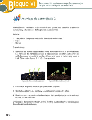 186
Bloque VI Reconoces a las plantas como organismos complejos
de gran importancia para los seres vivos
	 Actividad de aprendizaje 2
Instrucciones: Realizarás la disección de una planta para observar e identificar
estructuras y adaptaciones de las plantas angiospermas.
Material:
•	 Tres plantas completas colectadas en la zona donde vives.
•	 Lupa
•	 Navaja
Procedimiento:
1.	 Identifica las plantas recolectadas como monocotiledóneas o dicotiledóneas.
Los nombres de monocotiledóneas o dicotiledóneas se refieren al número de
cotiledones que presenta la semilla, si tiene uno como el maíz o dos como el
frijol. Observa las figuras 6.11 y 6.12 para guiarte.
2.	 Elabora un esquema de cada tipo y señala los órganos.
3.	 Con la lupa observa las plantas y señala las diferencias entre ellas.
4.	 Realiza un reporte escrito sobre la actividad: incluye objetivo, procedimiento con
dibujos y observaciones.
En la sección de retroalimentación, al final del libro, puedes observar las respuestas
deseadas para esta actividad.
Figura 6.12. Dicotiledónea (frijol).Figura 6.11. Monocotiledónea (maíz).
 