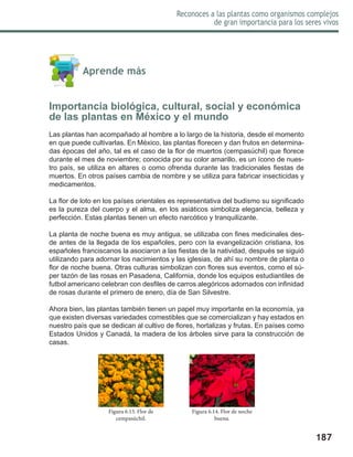 187
Reconoces a las plantas como organismos complejos
de gran importancia para los seres vivos
	 Aprende más
Importancia biológica, cultural, social y económica
de las plantas en México y el mundo
Las plantas han acompañado al hombre a lo largo de la historia, desde el momento
en que puede cultivarlas. En México, las plantas florecen y dan frutos en determina-
das épocas del año, tal es el caso de la flor de muertos (cempasúchil) que florece
durante el mes de noviembre; conocida por su color amarillo, es un ícono de nues-
tro país, se utiliza en altares o como ofrenda durante las tradicionales fiestas de
muertos. En otros países cambia de nombre y se utiliza para fabricar insecticidas y
medicamentos.
La flor de loto en los países orientales es representativa del budismo su significado
es la pureza del cuerpo y el alma, en los asiáticos simboliza elegancia, belleza y
perfección. Estas plantas tienen un efecto narcótico y tranquilizante.
La planta de noche buena es muy antigua, se utilizaba con fines medicinales des-
de antes de la llegada de los españoles, pero con la evangelización cristiana, los
españoles franciscanos la asociaron a las fiestas de la natividad, después se siguió
utilizando para adornar los nacimientos y las iglesias, de ahí su nombre de planta o
flor de noche buena. Otras culturas simbolizan con flores sus eventos, como el sú-
per tazón de las rosas en Pasadena, California, donde los equipos estudiantiles de
futbol americano celebran con desfiles de carros alegóricos adornados con infinidad
de rosas durante el primero de enero, día de San Silvestre.
Ahora bien, las plantas también tienen un papel muy importante en la economía, ya
que existen diversas variedades comestibles que se comercializan y hay estados en
nuestro país que se dedican al cultivo de flores, hortalizas y frutas. En países como
Estados Unidos y Canadá, la madera de los árboles sirve para la construcción de
casas.
Figura 6.14. Flor de noche
buena.
Figura 6.13. Flor de
cempasúchil.
 