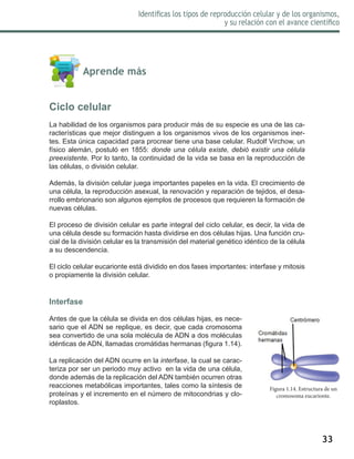 33
Identificas los tipos de reproducción celular y de los organismos,
y su relación con el avance científico
	 Aprende más
Ciclo celular
La habilidad de los organismos para producir más de su especie es una de las ca-
racterísticas que mejor distinguen a los organismos vivos de los organismos iner-
tes. Esta única capacidad para procrear tiene una base celular. Rudolf Virchow, un
físico alemán, postuló en 1855: donde una célula existe, debió existir una célula
preexistente. Por lo tanto, la continuidad de la vida se basa en la reproducción de
las células, o división celular.
Además, la división celular juega importantes papeles en la vida. El crecimiento de
una célula, la reproducción asexual, la renovación y reparación de tejidos, el desa-
rrollo embrionario son algunos ejemplos de procesos que requieren la formación de
nuevas células.
El proceso de división celular es parte integral del ciclo celular, es decir, la vida de
una célula desde su formación hasta dividirse en dos células hijas. Una función cru-
cial de la división celular es la transmisión del material genético idéntico de la célula
a su descendencia.
El ciclo celular eucarionte está dividido en dos fases importantes: interfase y mitosis
o propiamente la división celular.
Interfase
Antes de que la célula se divida en dos células hijas, es nece-
sario que el ADN se replique, es decir, que cada cromosoma
sea convertido de una sola molécula de ADN a dos moléculas
idénticas de ADN, llamadas cromátidas hermanas (figura 1.14).
La replicación del ADN ocurre en la interfase, la cual se carac-
teriza por ser un periodo muy activo en la vida de una célula,
donde además de la replicación del ADN también ocurren otras
reacciones metabólicas importantes, tales como la síntesis de
proteínas y el incremento en el número de mitocondrias y clo-
roplastos.
Figura 1.14. Estructura de un
cromosoma eucarionte.
 