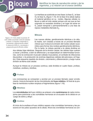 34
Bloque I Identificas los tipos de reproducción celular y de los
organismos, y su relación con el avance científico
La interfase se subdivide en tres fases: la fase G1
, la fase
S y la fase G2
(figura 1.15). En la fase S la célula replica
el material genético en su núcleo. Algunas células no
llevan a cabo el ciclo celular porque una vez que se han
originado no necesitan dividirse y en lugar de entrar en
G1
pasan temporal o permanentemente a una fase de
reposo metabólico llamada G0
.
Mitosis
Las nuevas células, genéticamente idénticas a la célu-
la madre, son creadas a través de un proceso llamado
mitosis que involucra la división del núcleo celular euca-
riótico para formar dos núcleos genéticamente idénticos.
Por lo tanto, la mitosis permite a la célula dividirse en
dos células hijas idénticas. Después de la división celular, las células hijas vuelven
a crecer y dividirse, o bien se diferencian y se especializan en determinadas funcio-
nes, como la contracción muscular (células musculares), el combate de infecciones
(leucocitos) o la producción de enzimas digestivas (células del páncreas y el híga-
do). Este esquema repetido de división, crecimiento y diferenciación y luego nueva
división se llama ciclo celular.
Aunque la mitosis es un proceso continuo, está dividida en cuatro fases: profase,
metafase, anafase y telofase.
Profase
Los cromosomas se compactan y acortan por un proceso llamado súper enrolla-
miento. Inicia la formación de los microtúbulos del huso mitótico. Al final de la pro-
fase la membrana nuclear empieza a fragmentarse (figura 1.16).
Metafase
Los microtúbulos del huso mitótico se enlazan a los centrómeros de cada cromo-
soma para posicionar a las cromátidas hermanas en el ecuador de la célula en un
“juego de estira y afloja”.
Anafase
Al inicio de la anafase el huso mitótico separa a las cromátidas hermanas y las po-
siciona en los polos opuestos de la célula. Ahora las cromátidas hermanas se con-
P
M
A
Figura 1.15. Ciclo celular eucarionte. El
ciclo celular eucarionte consta de interfase
y mitosis. La interfase comprende G1
:
crecimiento y diferenciación celular;
S: síntesis de ADN; G2
: crecimiento y
preparación para la división celular.
 
