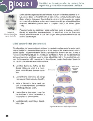 36
Bloque I Identificas los tipos de reproducción celular y de los
organismos, y su relación con el avance científico
En las células vegetales las vesículas se mueven hacia el ecuador de la cé-
lula, donde éstas se fusionan entre sí para formar estructuras tubulares que
darán origen a dos capas de membrana a lo ancho del ecuador, las cuales
se convertirán más tarde en las membranas plasmáticas de las células hijas
rodeando todo el citoplasma hasta la completa división del mismo (figura
1.18).
Posteriormente, las pectinas y otras sustancias como la celulosa, conteni-
das en las vesículas, son depositadas por exocitosis entre las dos mem-
branas recién formadas, lo cual dará origen a las paredes celulares de las
nuevas células hijas.
Ciclo celular de los procariontes
El ciclo celular de procariontes consiste en un periodo relativamente largo de creci-
miento, donde la célula también duplica su ADN, seguida por una forma de división
celular (figura 1.19) llamada fisión binaria, que significa “dividirse en dos”. Como la
replicación del ADN produce dos moléculas idénticas de ADN, las dos células hijas
son genéticamente idénticas una a la otra y a la célula madre. En condiciones ópti-
mas de temperatura, pH, concentración de nutrientes y sales, la división binaria de
las células procariontes ocurre rápidamente.
1.	 La célula duplica su ADN y las dos
dobles hélices se unen a la mem-
brana plasmática en lugares cerca-
nos.
	
2.	 La membrana plasmática se alarga
y se separan las moléculas de ADN.
	
3.	 Inicia la formación de la pared ce-
lular y de la membrana plasmática
entre los puntos de unión.
	
4.	 La membrana plasmática crece ha-
cia dentro en la mitad de la célula y
se completa la pared celular.
	
5.	 La célula madre se divide en dos cé-
lulas hijas.
Figura 1.18.
Citocinesis en célula
vegetal de cebolla.
Cromosoma
Pared celular
Membrana
celular
Cromosoma
replicado
1
2
3
4
Figura 1.19. División celular de procariontes.
 