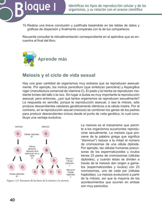 40
Bloque I Identificas los tipos de reproducción celular y de los
organismos, y su relación con el avance científico
10.	Realiza una breve conclusión y justifícala basándote en las tablas de datos y
gráficas de dispersión y finalmente compárala con la de tus compañeros.
Recuerda consultar la retroalimentación correspondiente en el apéndice que se en-
cuentra al final del libro.
	 Aprende más
Meiosis y el ciclo de vida sexual
Hay una gran cantidad de organismos muy exitosos que se reproducen asexual-
mente. Por ejemplo, los mohos penicillium (que sintetizan penicilina) y Aspergillus
niger (manufactura comercial de vitamina C). El pasto y la hierba se reproducen me-
diante brotes del tallo o la raíz. Sin lugar a dudas es muy importante la reproducción
asexual, pero entonces, ¿por qué tantos organismos se reproducen sexualmente?
La respuesta es sencilla, porque la reproducción asexual, o sea la mitosis, sólo
produce descendientes celulares genéticamente idénticos a la célula madre. Por el
contrario, en la reproducción sexual (meiosis) se combinan los genes de los padres
para producir descendientes únicos desde el punto de vista genético, lo cual cons-
tituye una ventaja evolutiva.
La meiosis es el mecanismo que permi-
te a los organismos eucariontes reprodu-
cirse sexualmente. La meiosis (que pro-
viene de la palabra griega que significa
“disminuir”) reduce a la mitad el número
de cromosomas de una célula diploide.
Por ejemplo, las células humanas precur-
soras de los espermatozoides u óvulos
tienes 23 pares de cromosomas (células
diploides), y cuando éstas se dividen a
través de la meiosis dan origen a game-
tos (espermatozoides y óvulos) con 23
cromosomas, uno de cada par (células
haploides). La meiosis evolucionó a partir
de la mitosis, así que la mayoría de los
acontecimientos que ocurren en ambas
son muy parecidos.
Figura 1.23. Resumen de las fases de la mitosis y la meiosis.
 